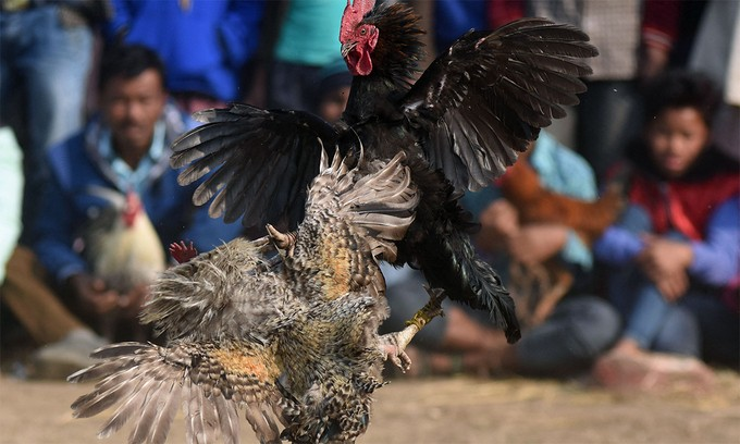 Đá gà 23win Sân chơi an toàn, uy tín và hợp pháp